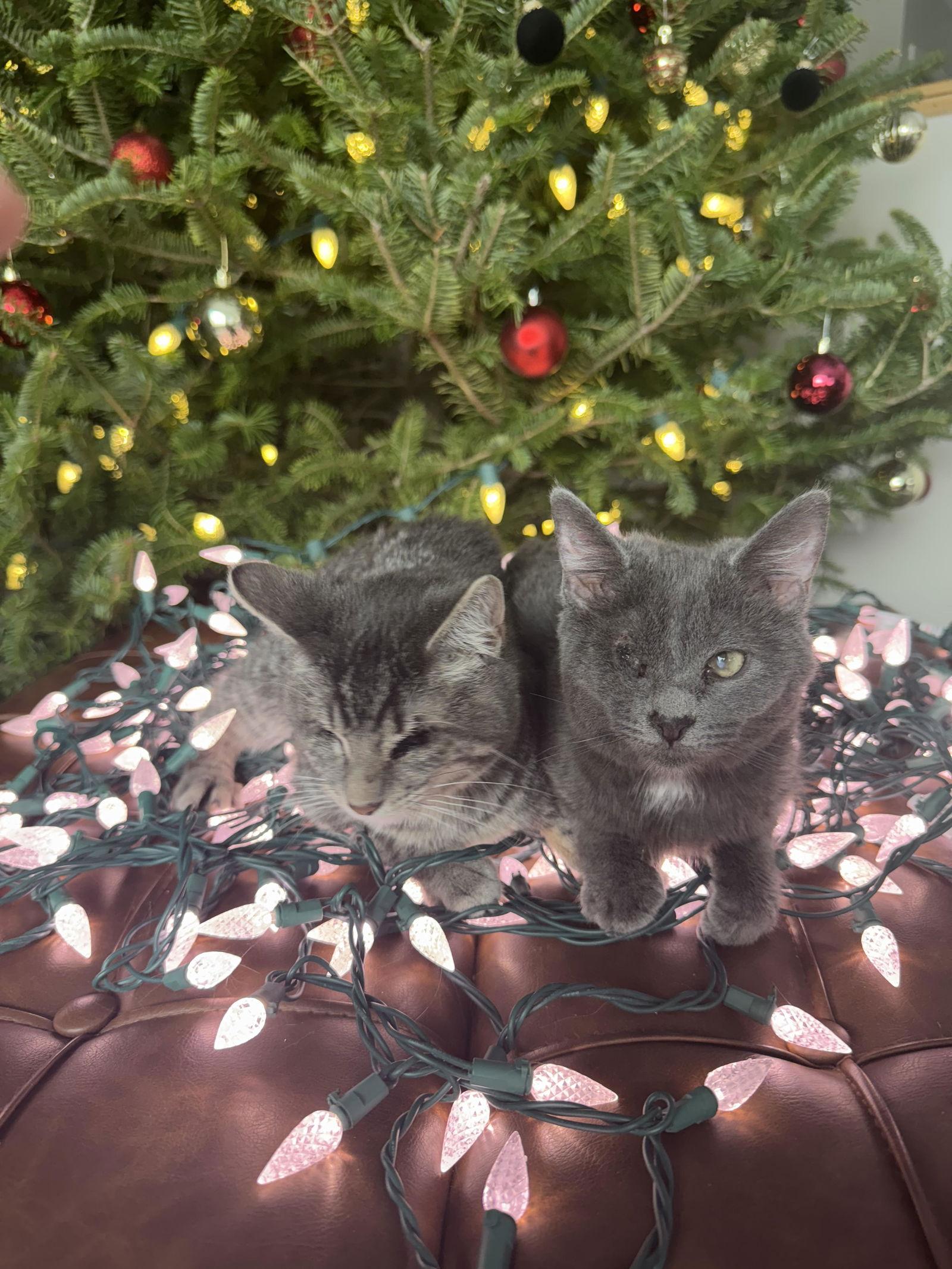 Punk & Pop, Adoptable, Young Female Domestic Short Hair.