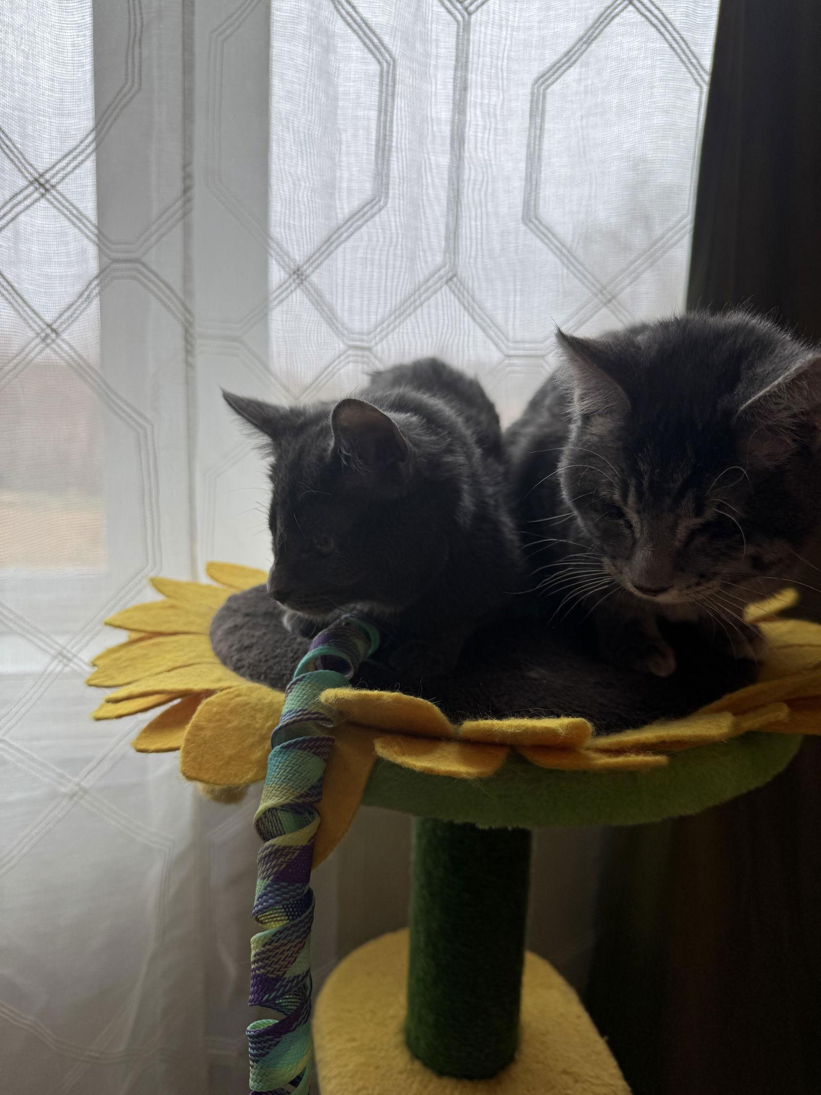 Punk & Pop, a Adoptable Domestic Short Hair in Mankato, MN image 5/6