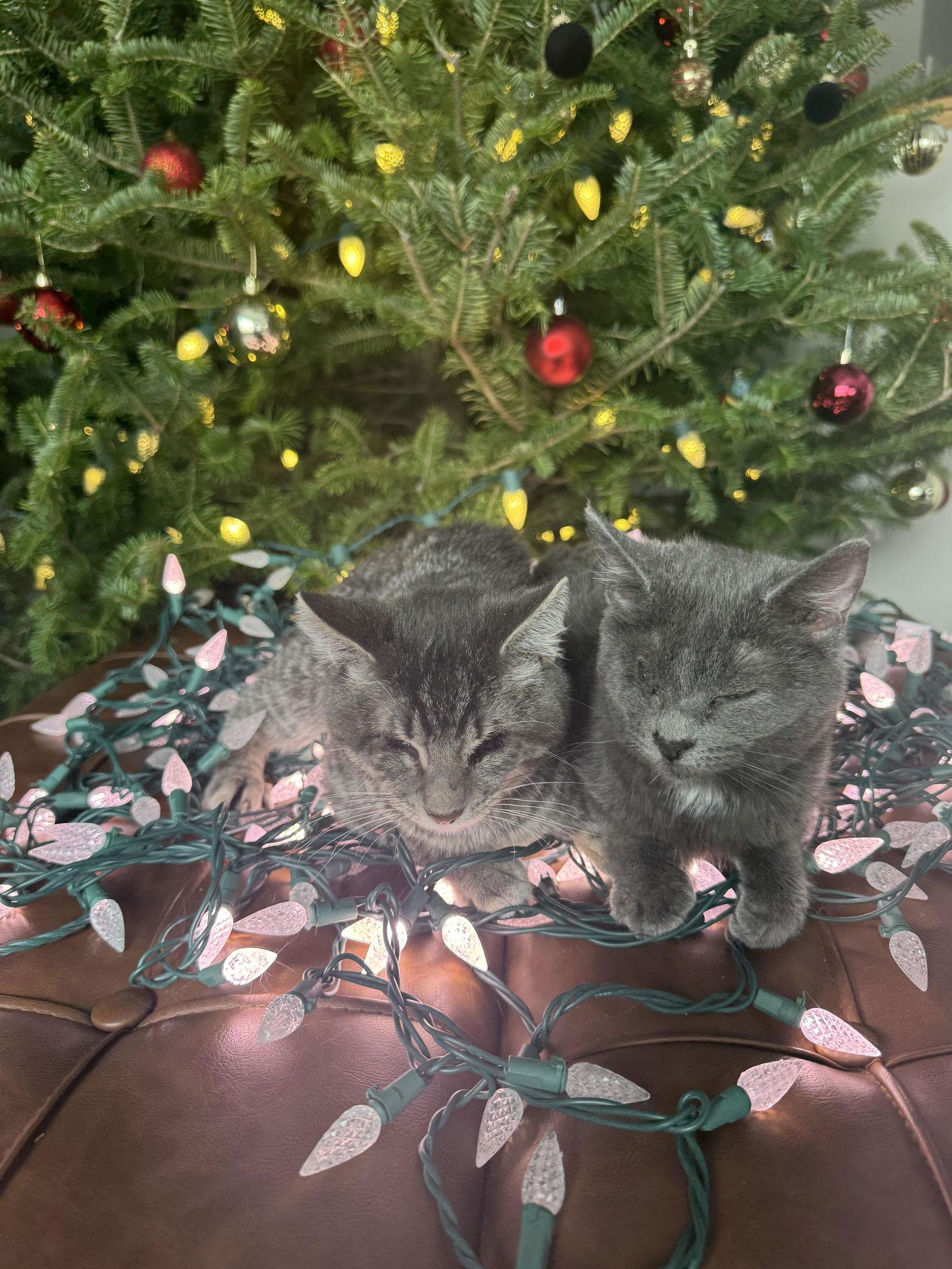 Punk & Pop, a Adoptable Domestic Short Hair in Mankato, MN image 6/6