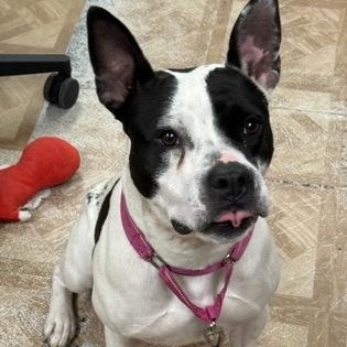 Pebbles, a ADOPTABLE mixed breed in Worcester, MA image 2/2