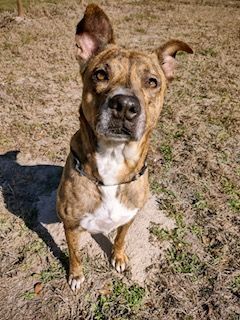 Enlarge Roxy, a Adopted mixed breed in Winter Park, FL image 1/6