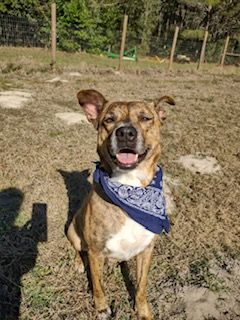 Enlarge Roxy, a Adopted mixed breed in Winter Park, FL image 2/6
