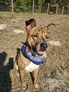 Enlarge Roxy, a Adopted mixed breed in Winter Park, FL image 3/6