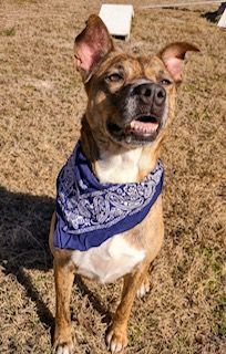 Enlarge Roxy, a Adopted mixed breed in Winter Park, FL image 4/6