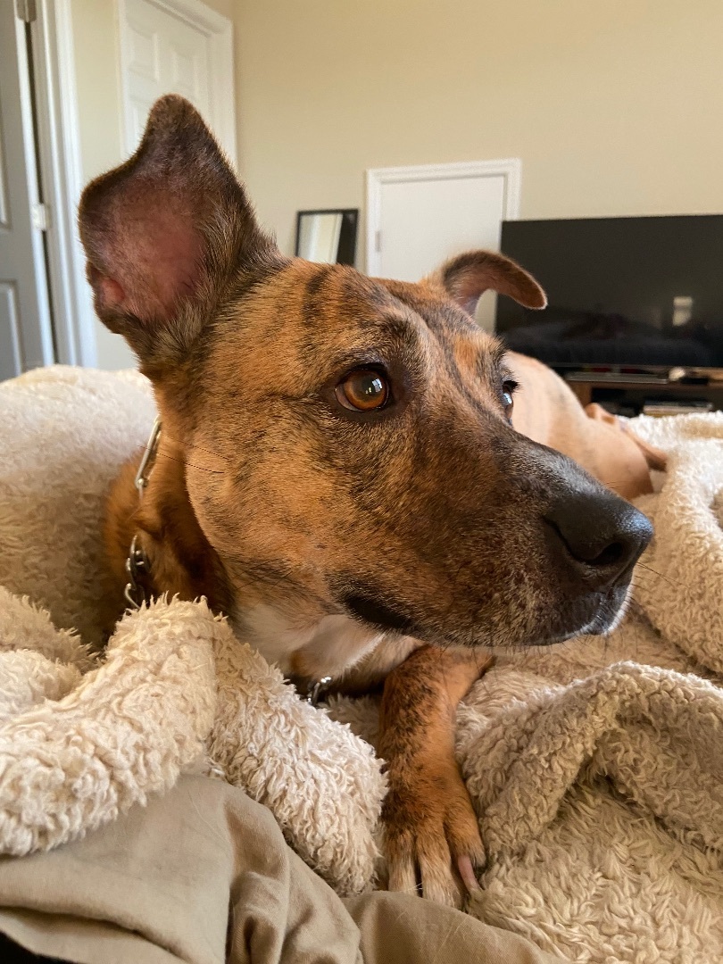 Enlarge Roxy, a Adopted mixed breed in Winter Park, FL image 6/6