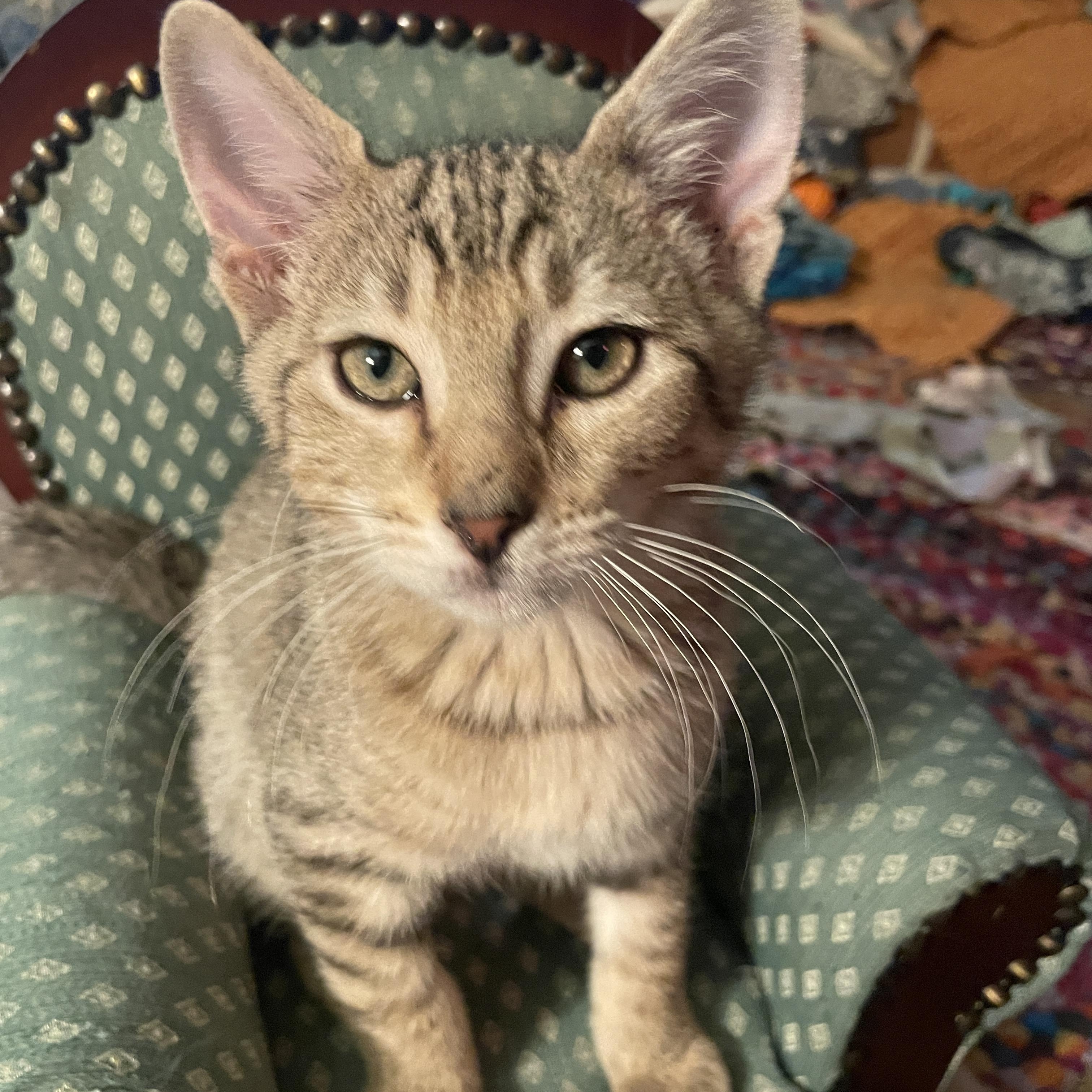 Enlarge Kisses, a Adoptable Domestic Short Hair in Avondale Estates, GA image 6/6