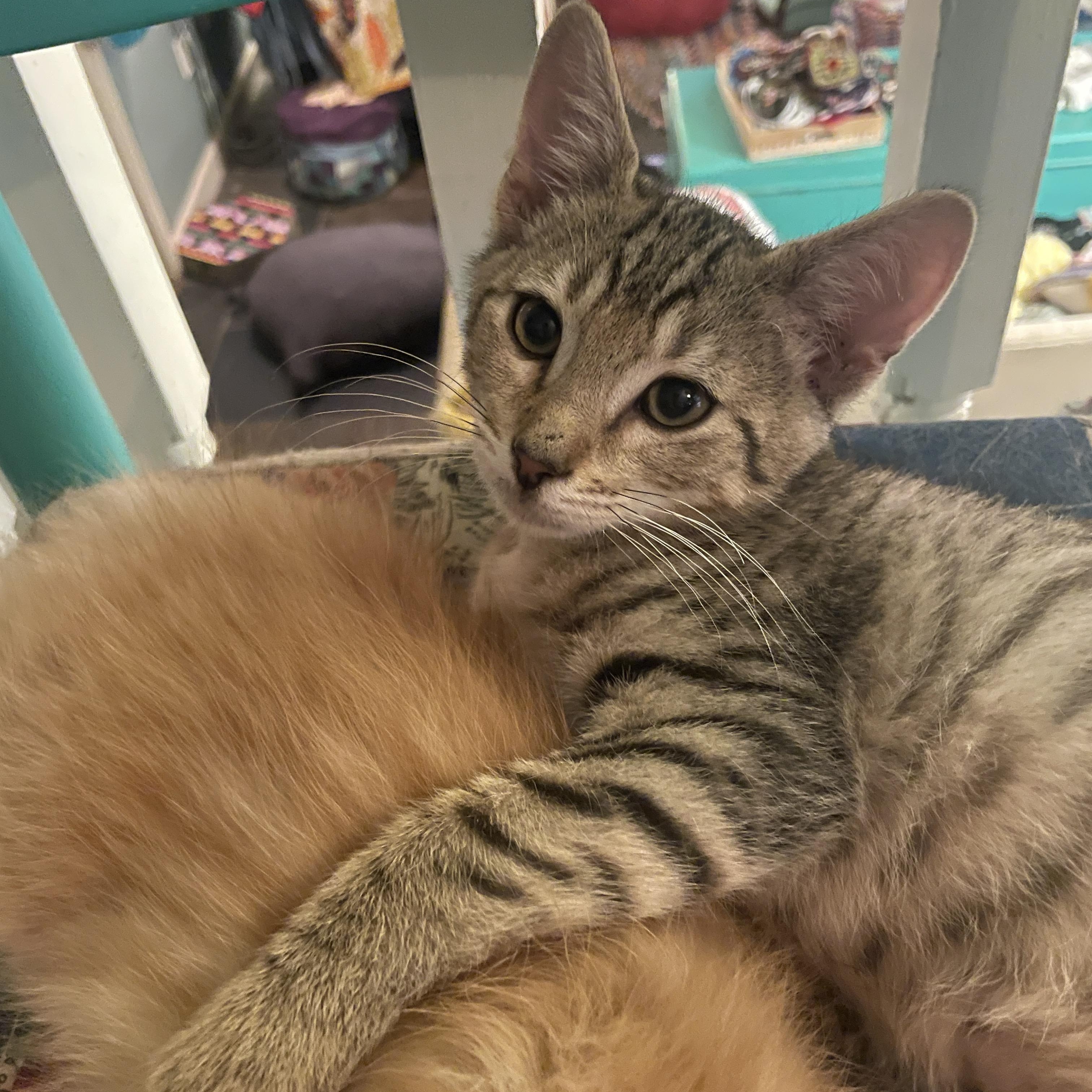 Enlarge Kisses, a Adoptable Domestic Short Hair in Avondale Estates, GA image 3/6