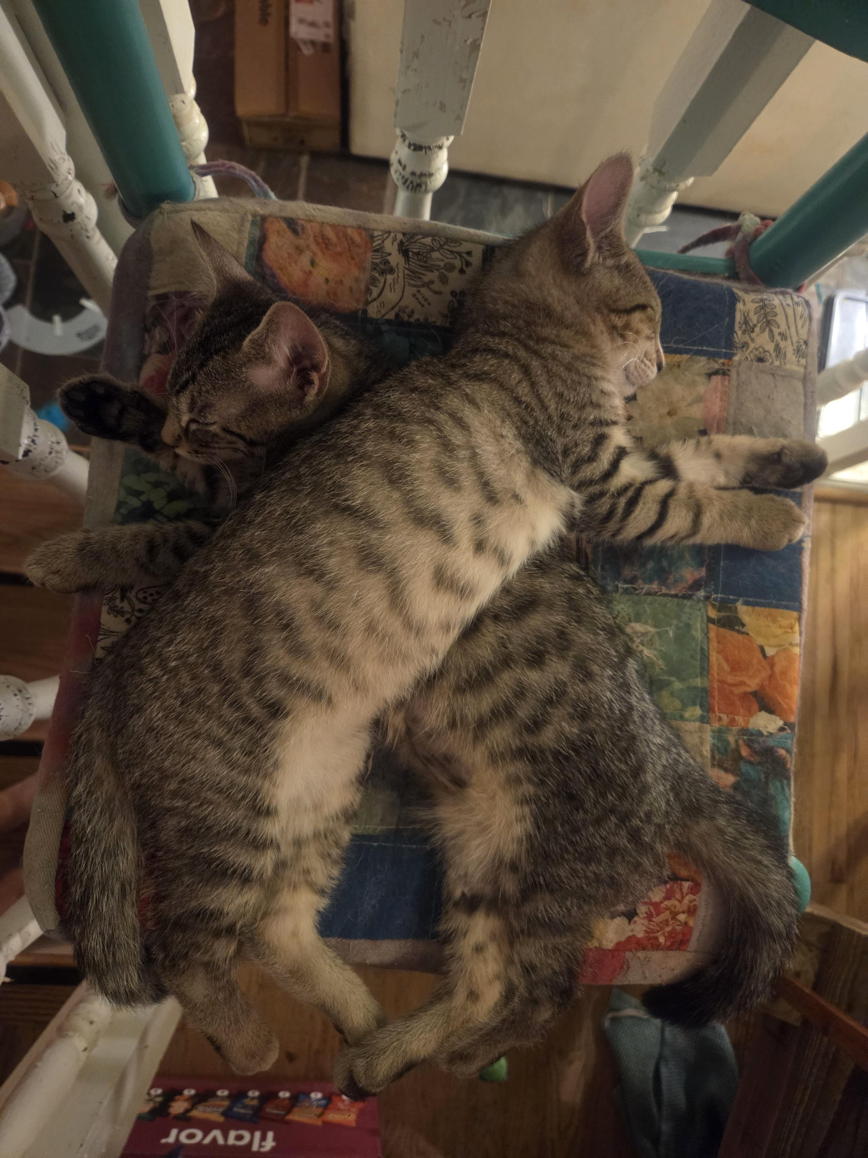 Enlarge Kisses, a Adoptable Domestic Short Hair in Avondale Estates, GA image 4/6