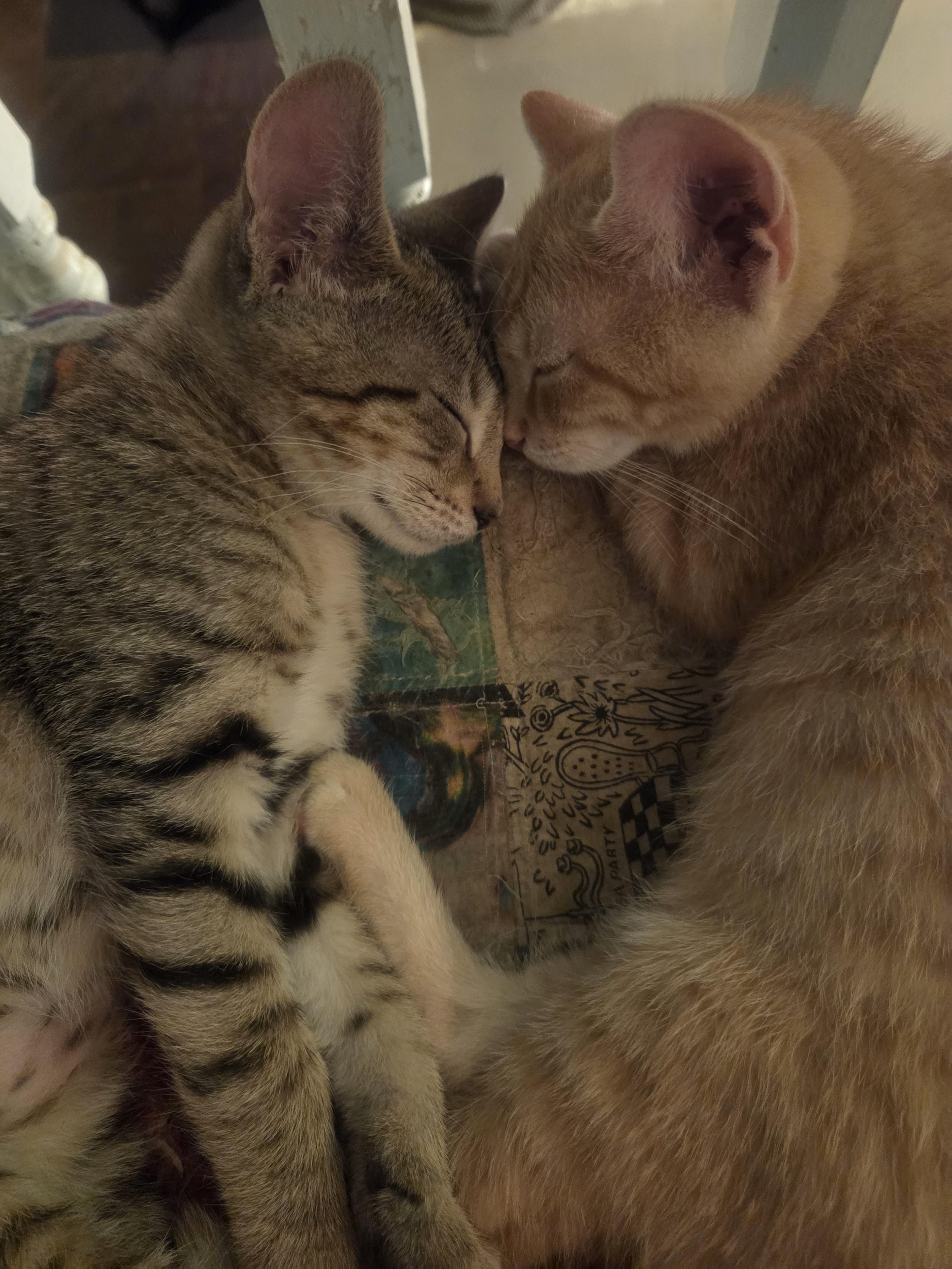 Enlarge Kisses, a Adoptable Domestic Short Hair in Avondale Estates, GA image 5/6