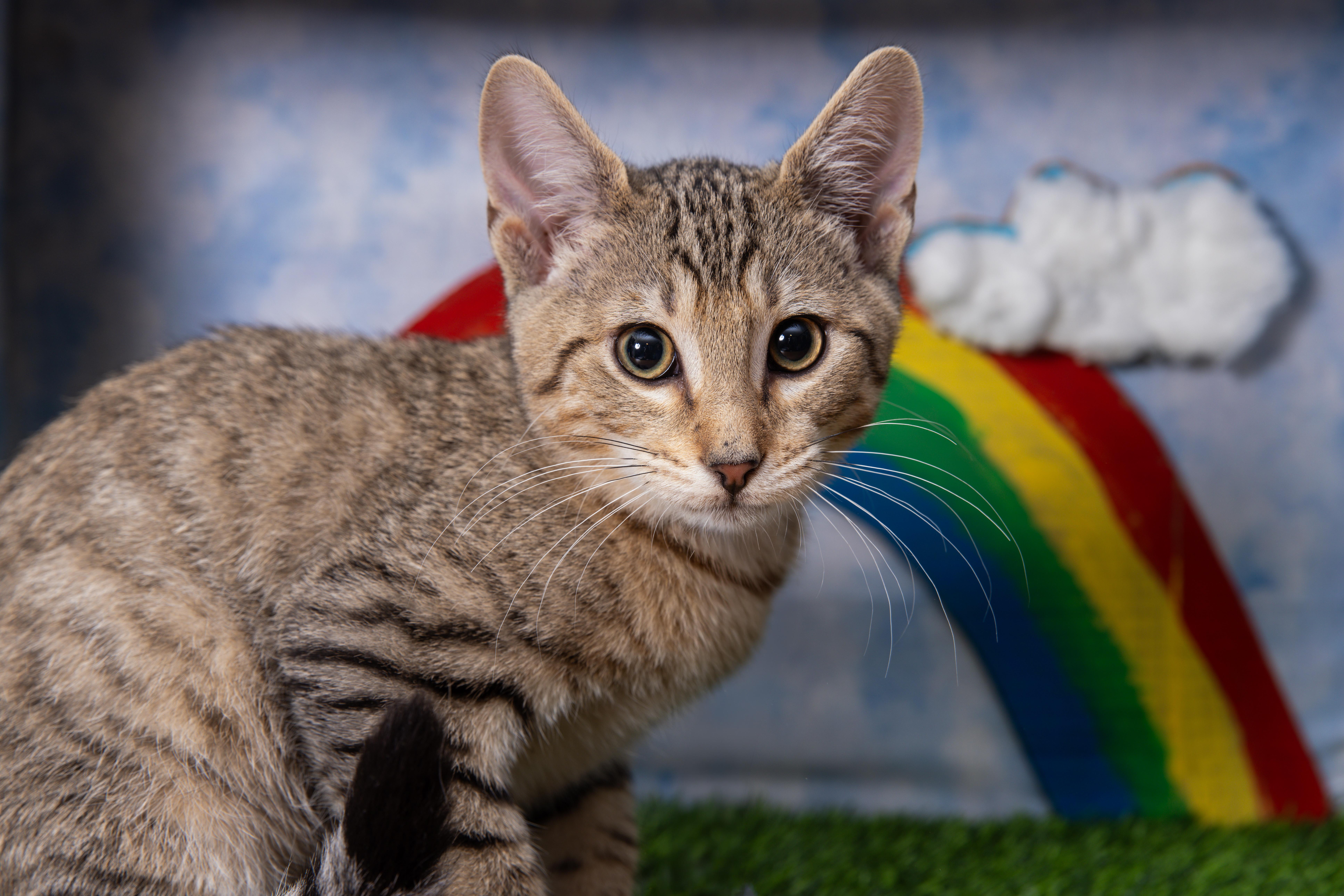 Enlarge Kisses, a Adoptable Domestic Short Hair in Avondale Estates, GA image 2/6