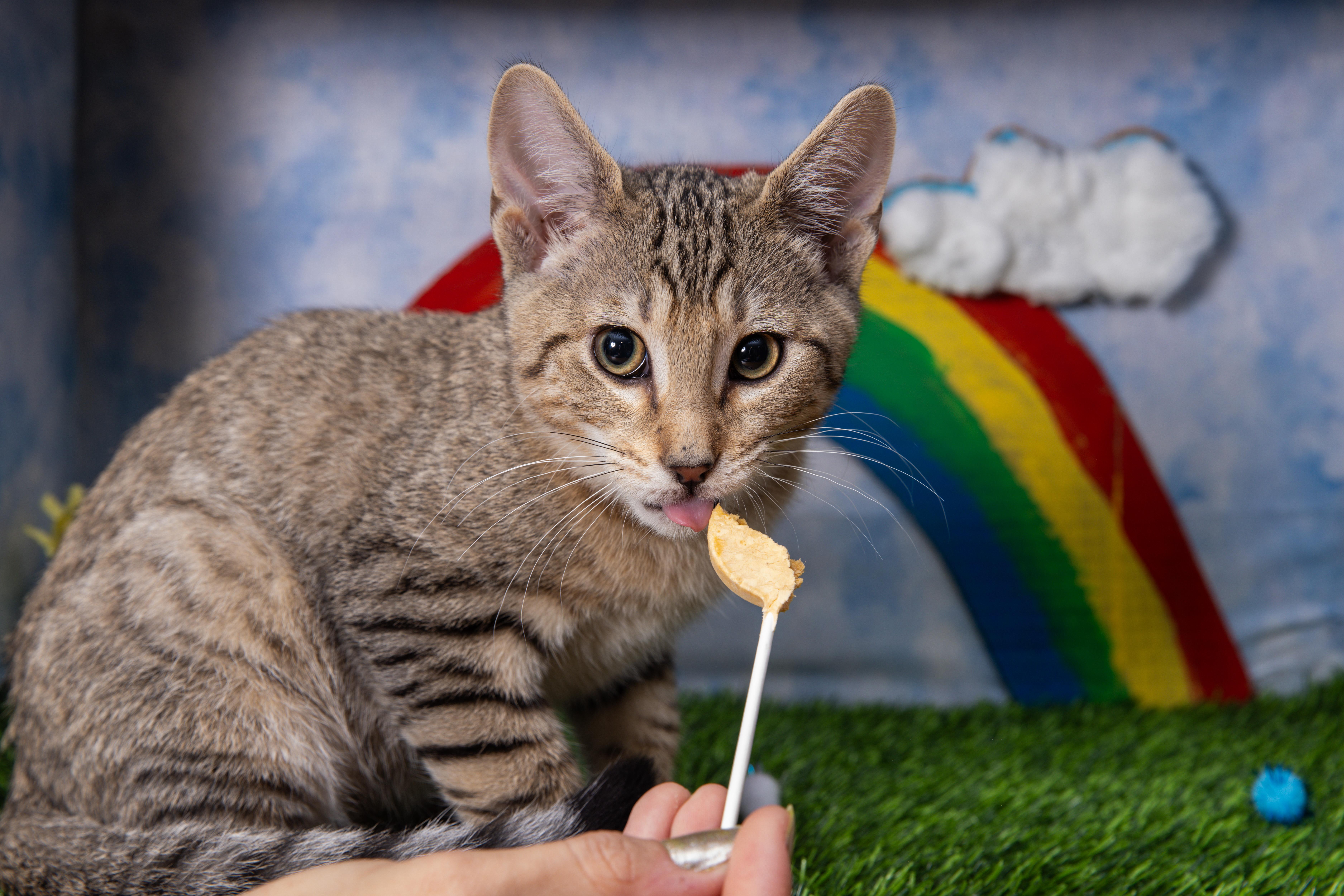Enlarge Kisses, a Adoptable Domestic Short Hair in Avondale Estates, GA image 1/6