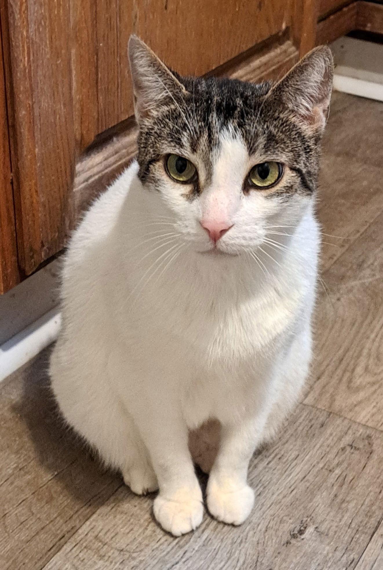 Snow Queen, Adoptable, Adult Female Domestic Short Hair.