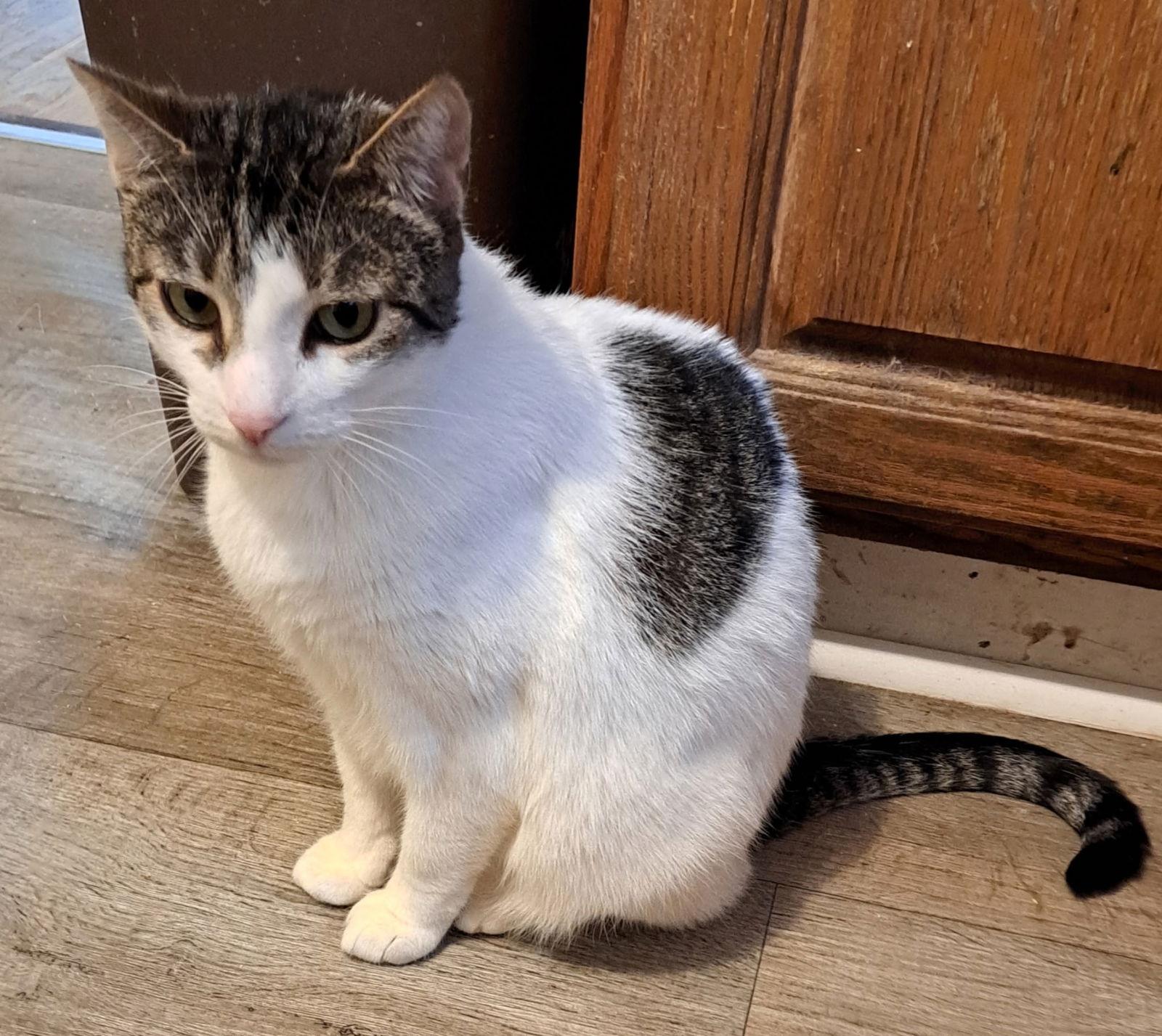 Enlarge Snow Queen, a Adoptable Domestic Short Hair in Broomall, PA image 2/2