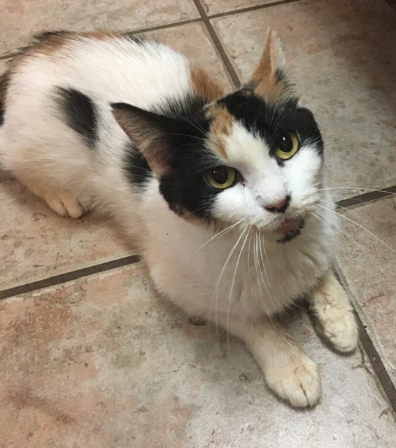 Mabel , Adoptable, Senior Female Calico.