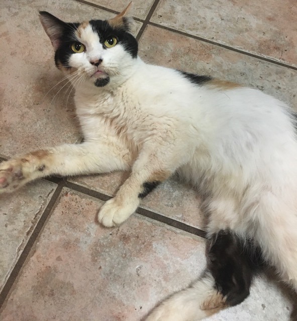 Enlarge Mabel , a Adoptable Calico in Kent, WA image 3/6