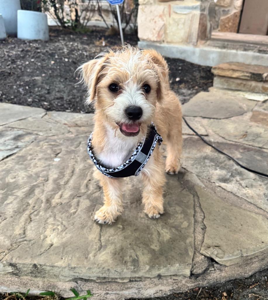 Enlarge Wally, a Adoptable Terrier in Leander, TX image 1/6