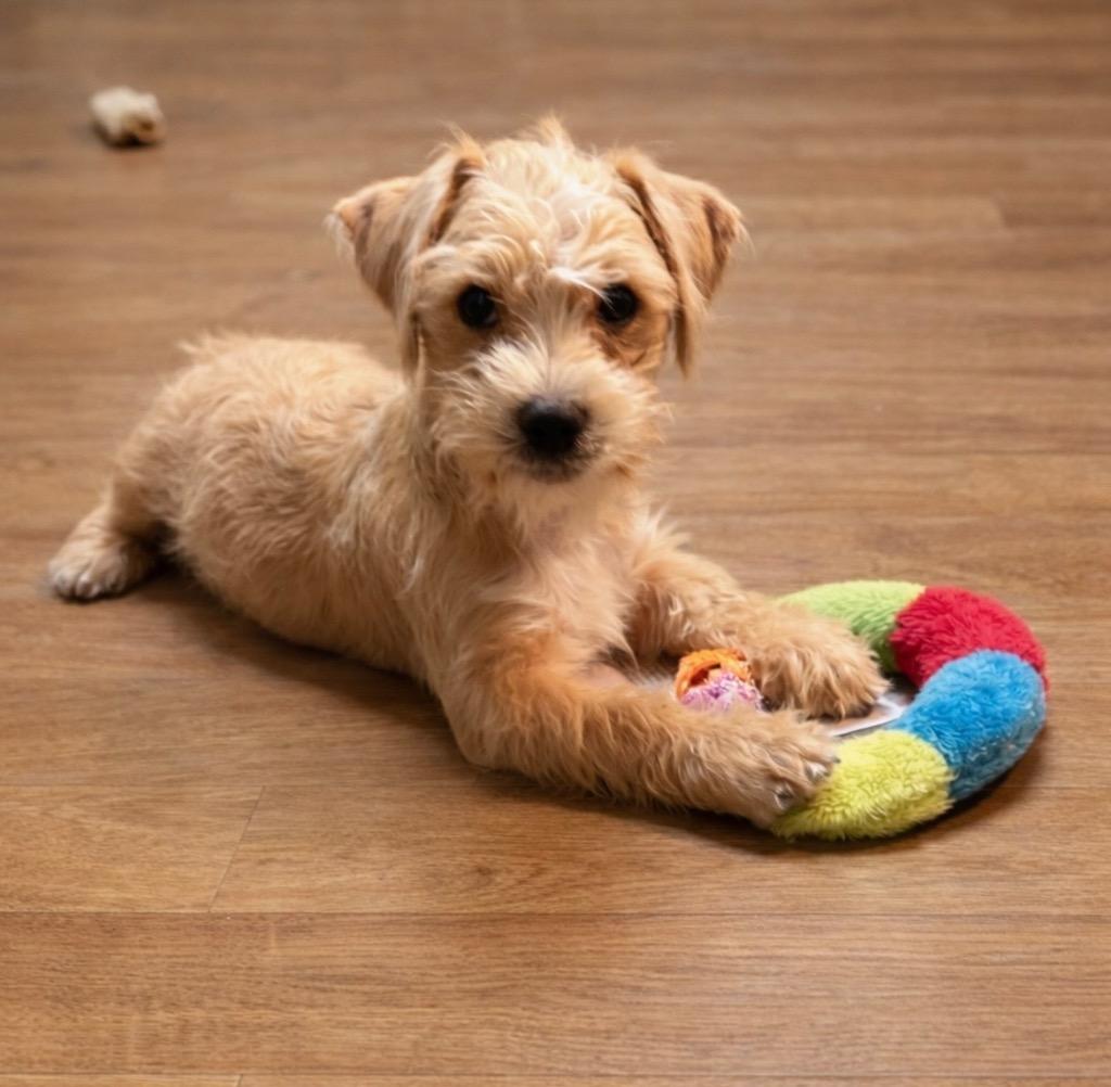 Wally, Adoptable, Puppy Male Terrier.