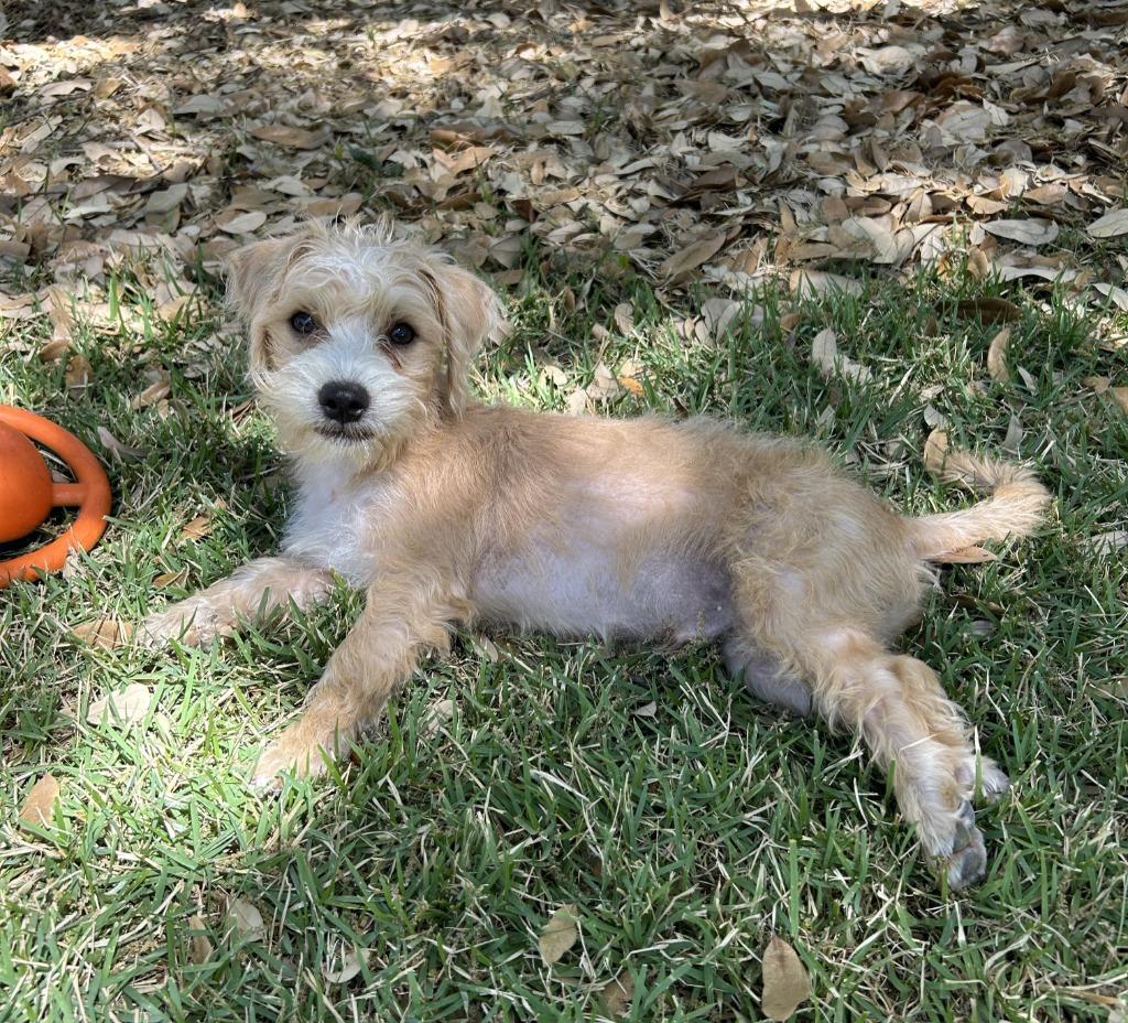 Enlarge Wally, a Adoptable Terrier in Leander, TX image 2/6