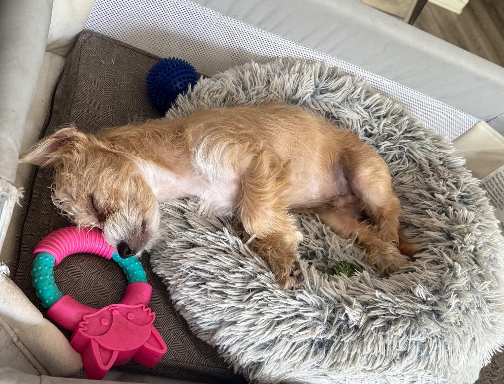 Enlarge Wally, a Adoptable Terrier in Leander, TX image 3/6