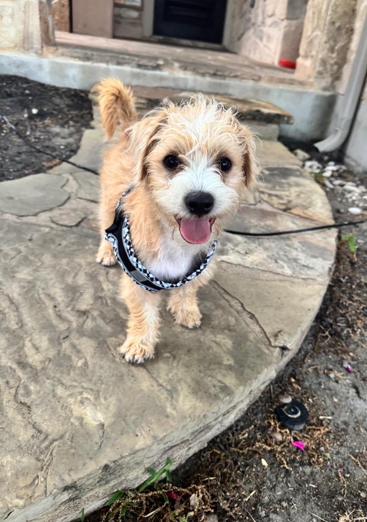 Enlarge Wally, a Adoptable Terrier in Leander, TX image 4/6