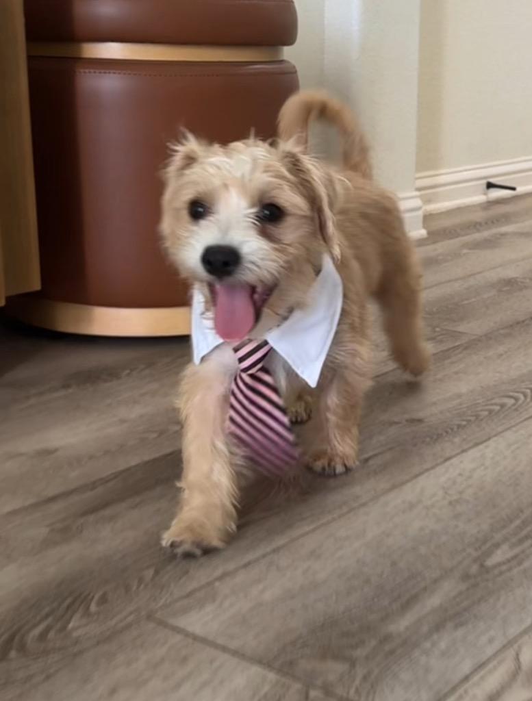 Enlarge Wally, a Adoptable Terrier in Leander, TX image 5/6