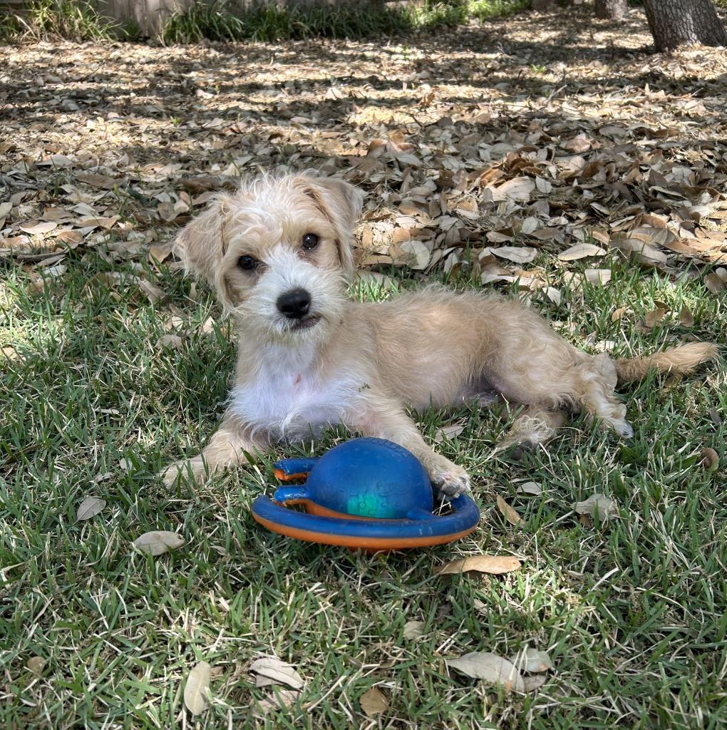Enlarge Wally, a Adoptable Terrier in Leander, TX image 6/6