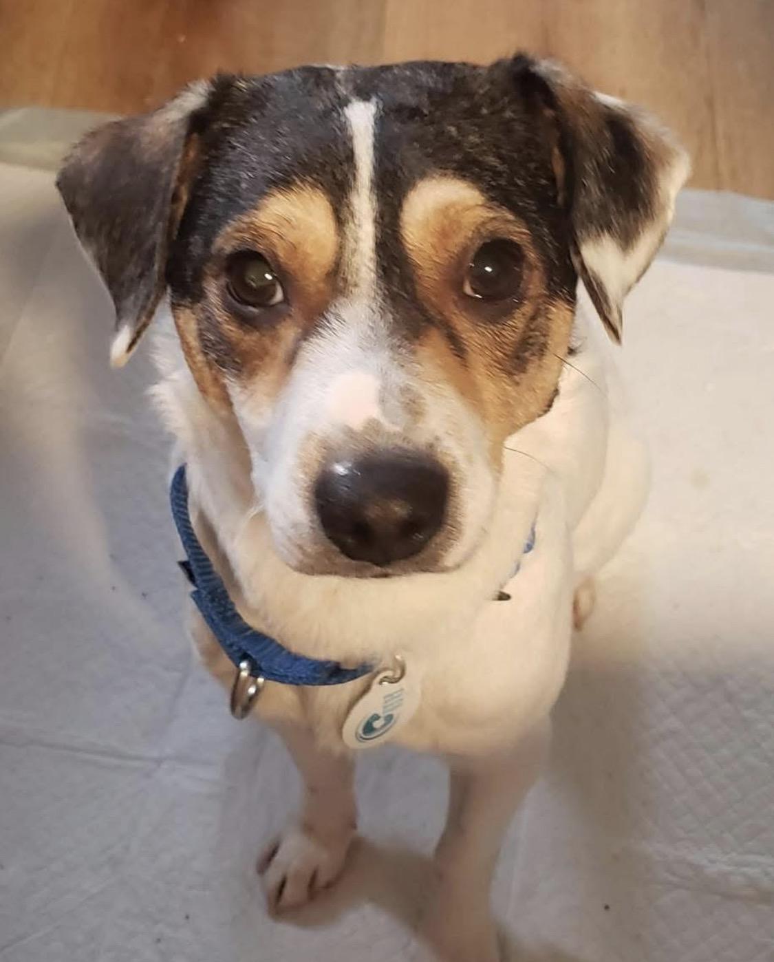 Otis, ADOPTABLE, Adult Male Jack Russell Terrier.