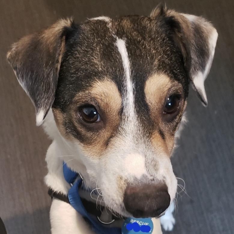 Otis, ADOPTABLE, Adult Male Jack Russell Terrier.