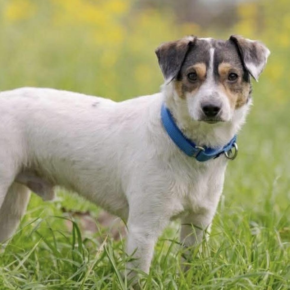 Otis, ADOPTABLE, Adult Male Jack Russell Terrier.