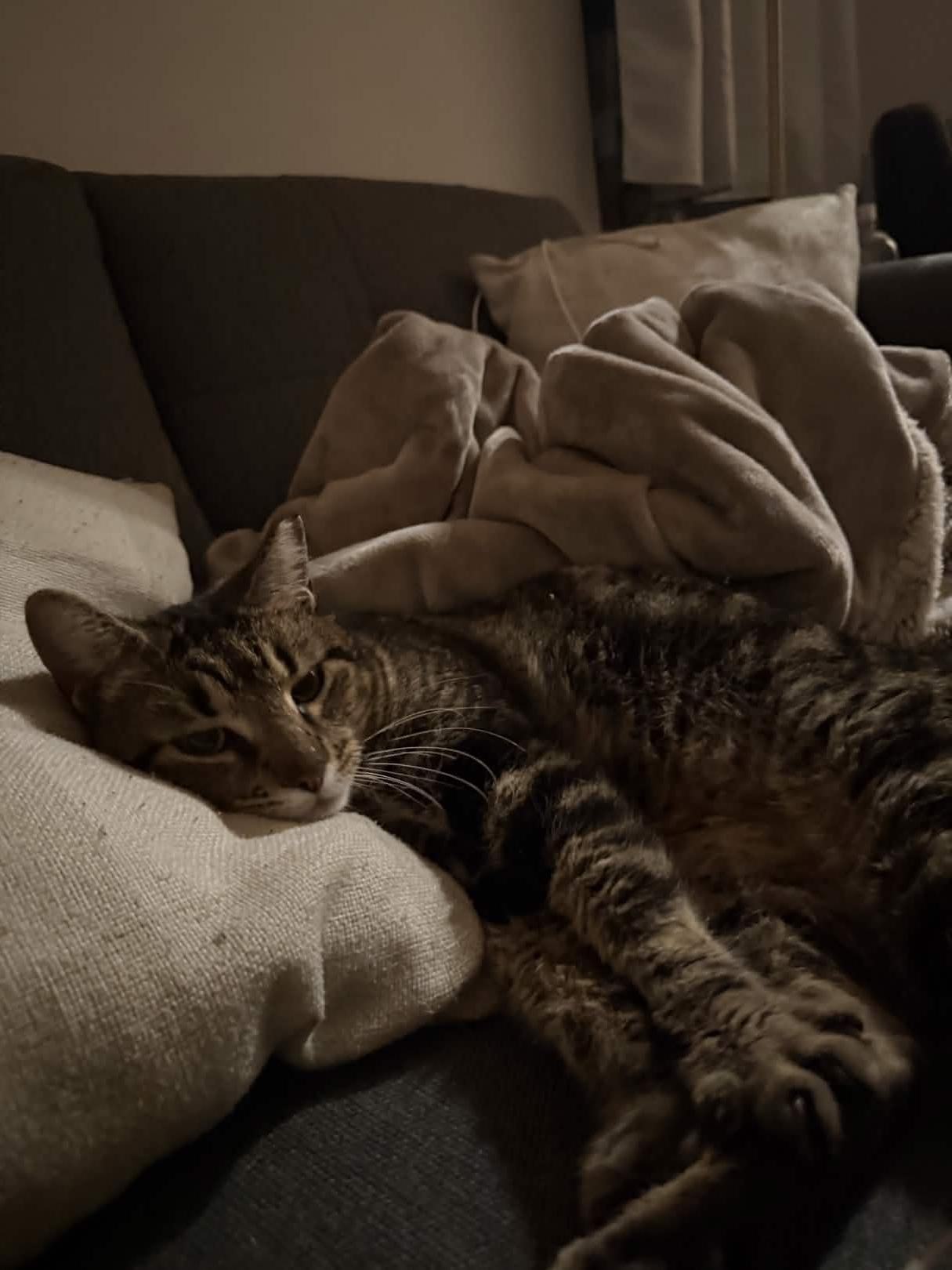 Johnny (FIV+), a ADOPTABLE American Shorthair in Weehawken, NJ image 4/6