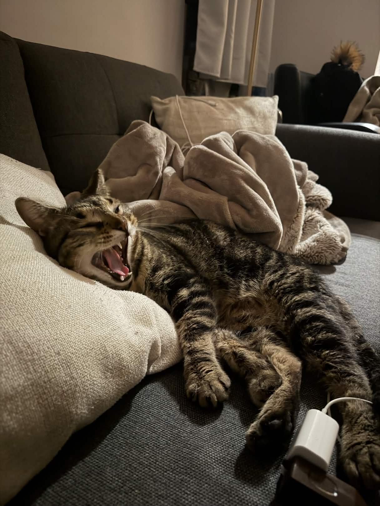 Johnny (FIV+), a ADOPTABLE American Shorthair in Weehawken, NJ image 5/6