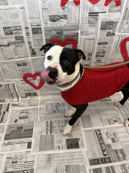 Mario, Adoptable, Adult Male Mixed Breed & Mixed Breed.