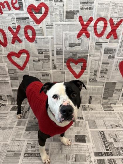 Enlarge Mario, a Adoptable mixed breed in Lafayette, IN image 2/3