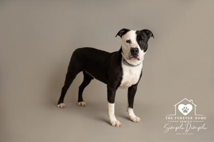 Enlarge Mario, a Adoptable mixed breed in Lafayette, IN image 3/3