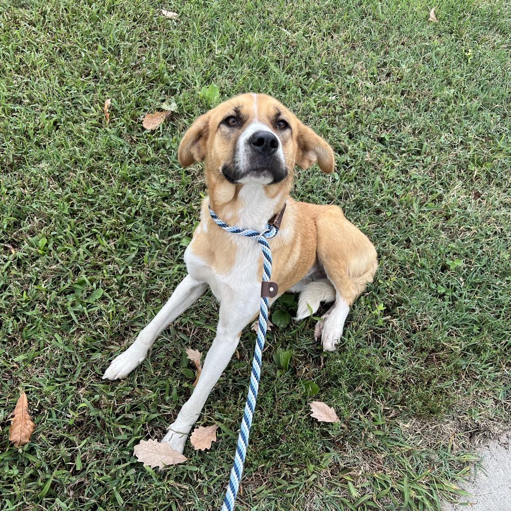 Enlarge Marigold, a Adoptable mixed breed in East Saint Louis, IL image 1/1