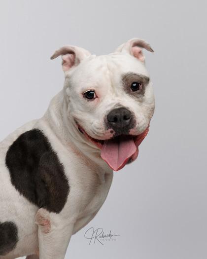 Fritter, adoptable, Adult Female American Staffordshire Terrier & American Bulldog.