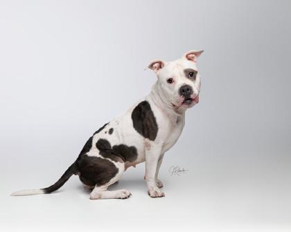 Enlarge Fritter, an adoptable mixed breed in Inverness, FL image 4/4