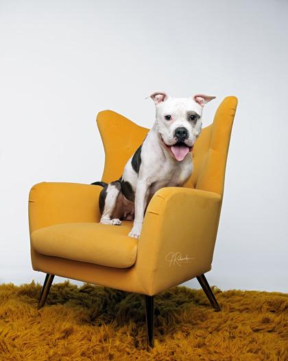 Enlarge Fritter, an adoptable mixed breed in Inverness, FL image 3/4