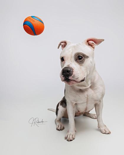 Enlarge Fritter, an adoptable mixed breed in Inverness, FL image 2/4