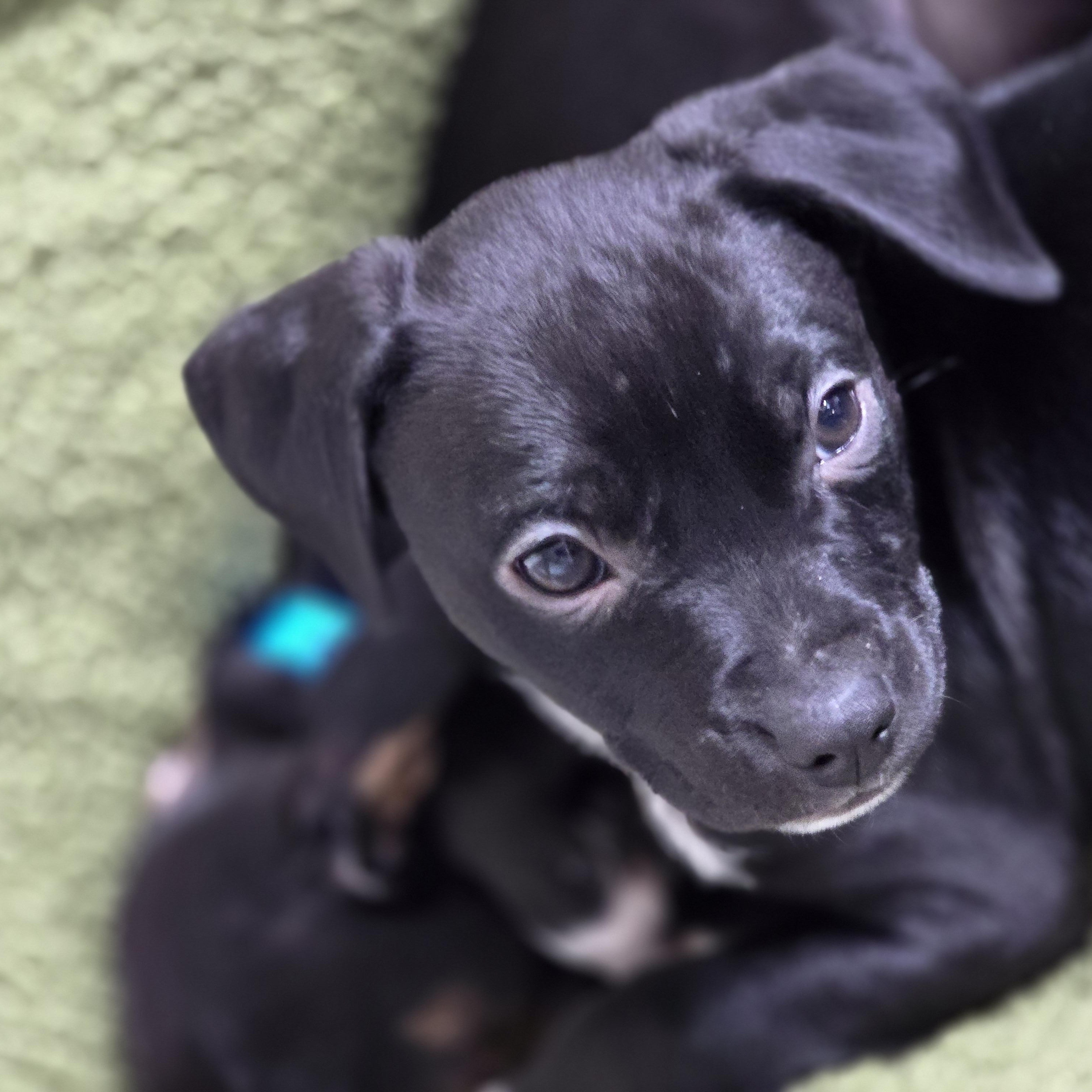 Chester, a Adopted mixed breed in La Quinta, CA image 4/4