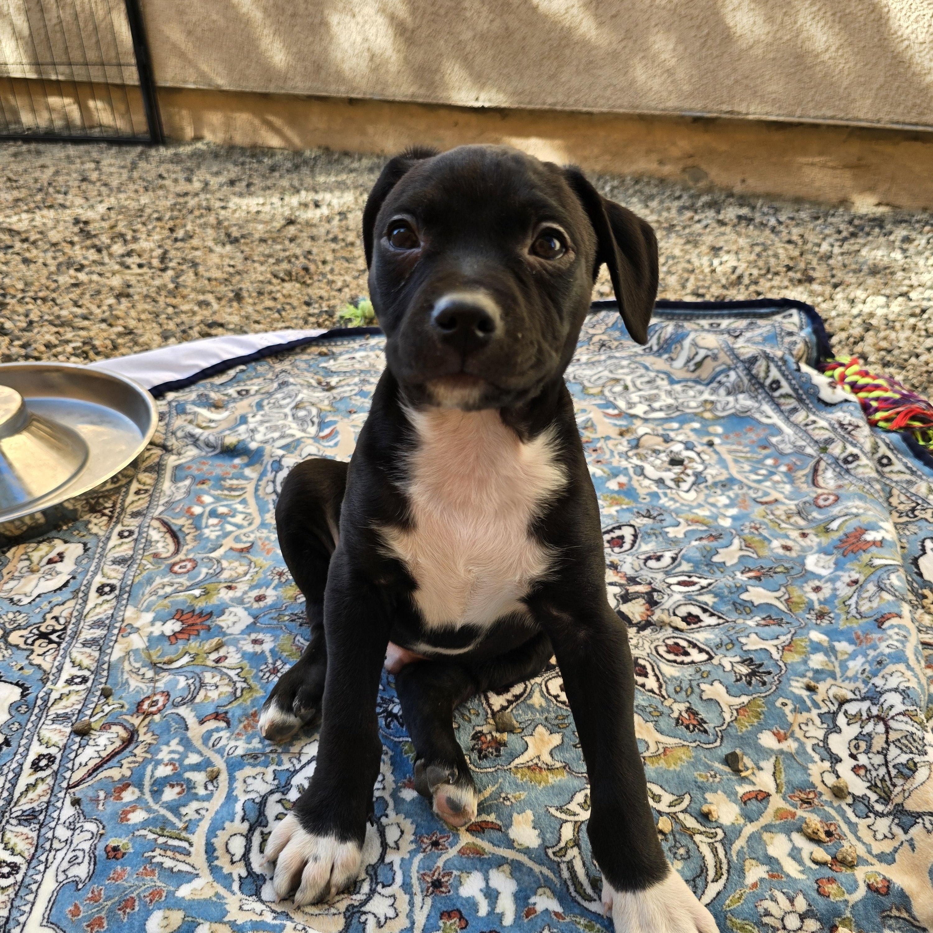 Chester, Adopted, Puppy Male Beagle & Pit Bull Terrier.
