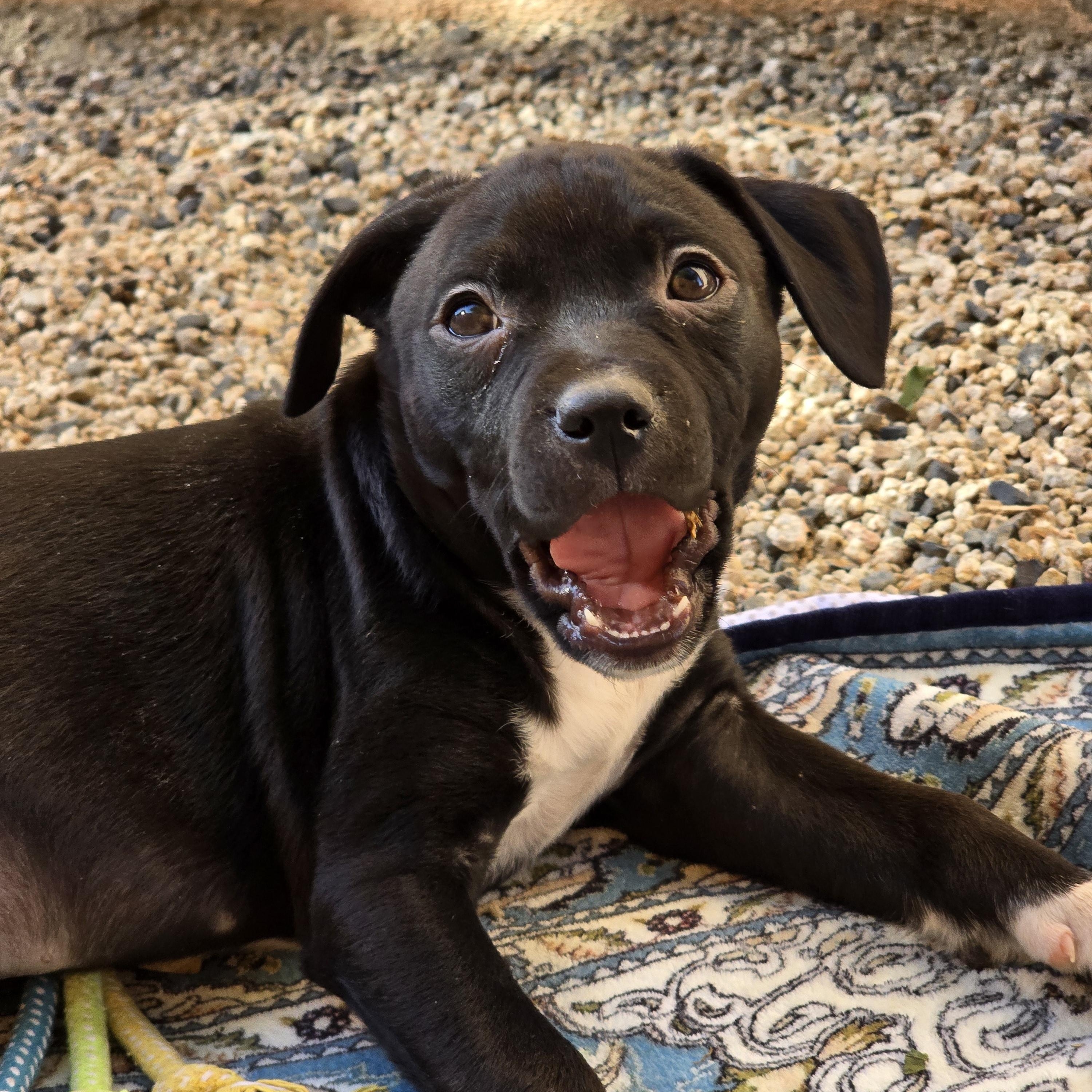 Chester, a Adopted mixed breed in La Quinta, CA image 2/4