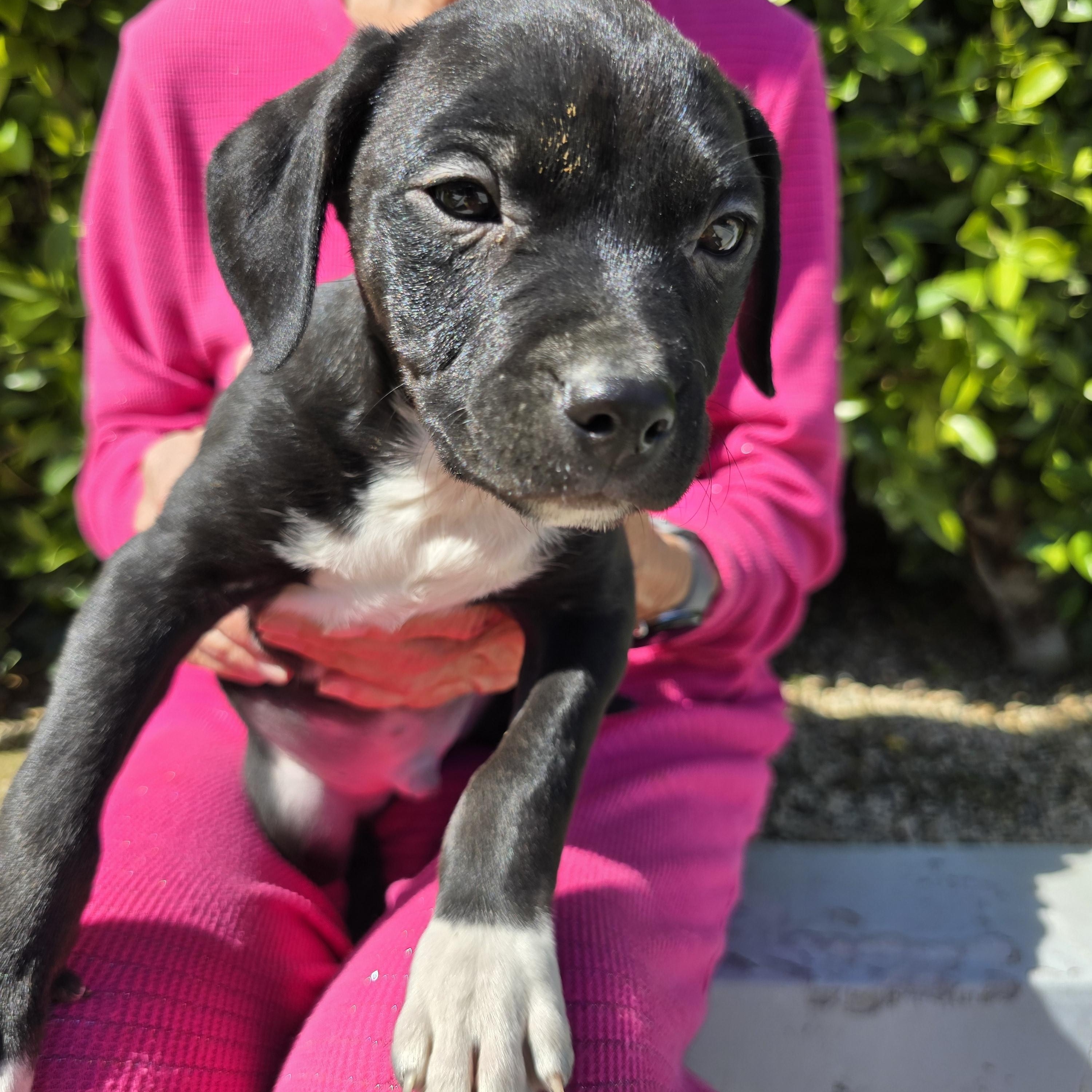 Chester, a Adopted mixed breed in La Quinta, CA image 3/4
