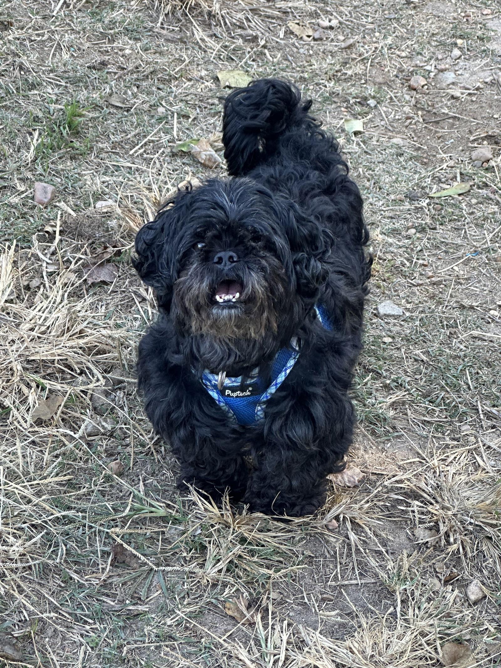 Enlarge Paddington, a Adoptable mixed breed in Jackson, MS image 1/2