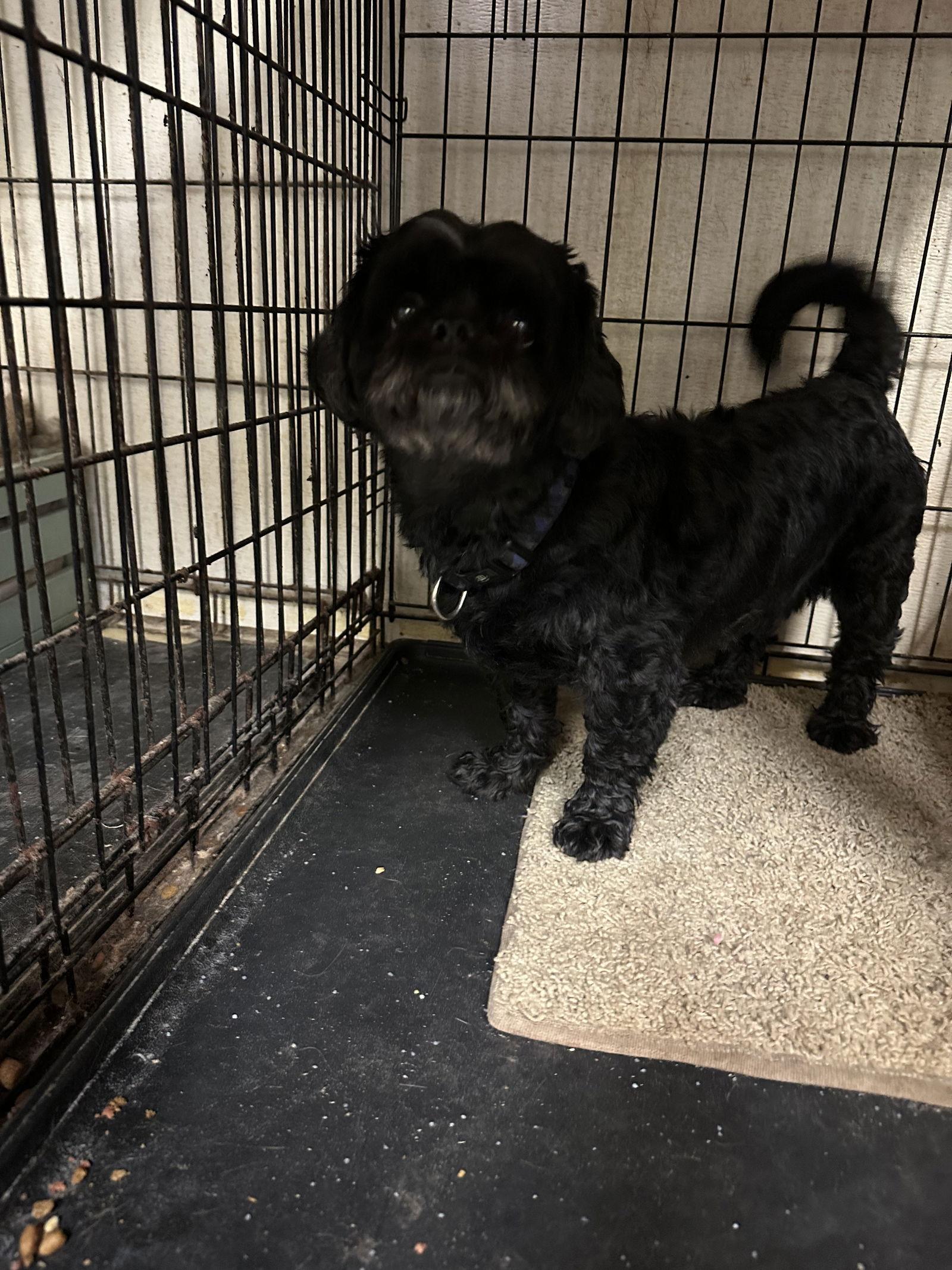 Enlarge Paddington, a Adoptable mixed breed in Jackson, MS image 2/2