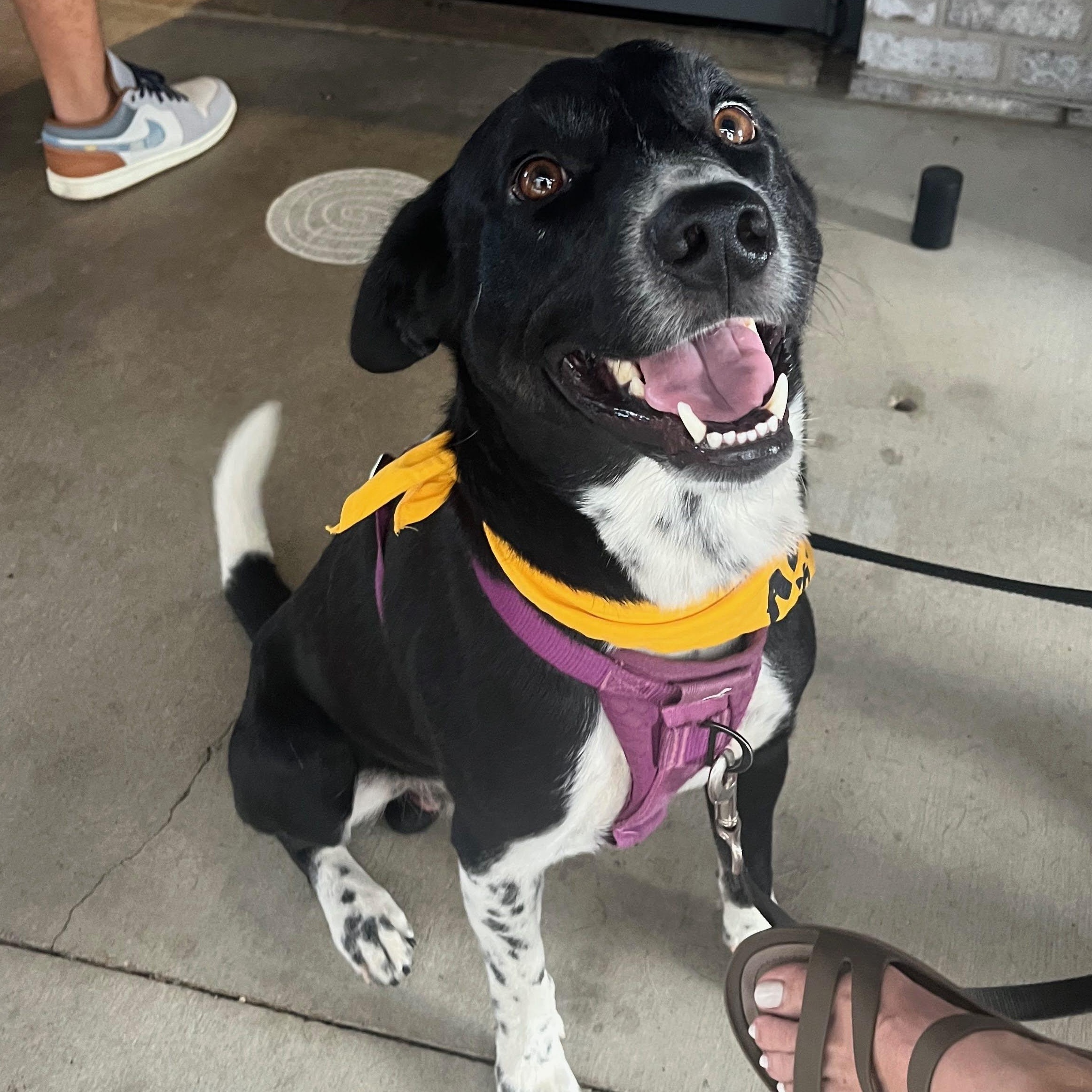 Enlarge Hank , a ADOPTABLE mixed breed in Austin, TX image 2/5