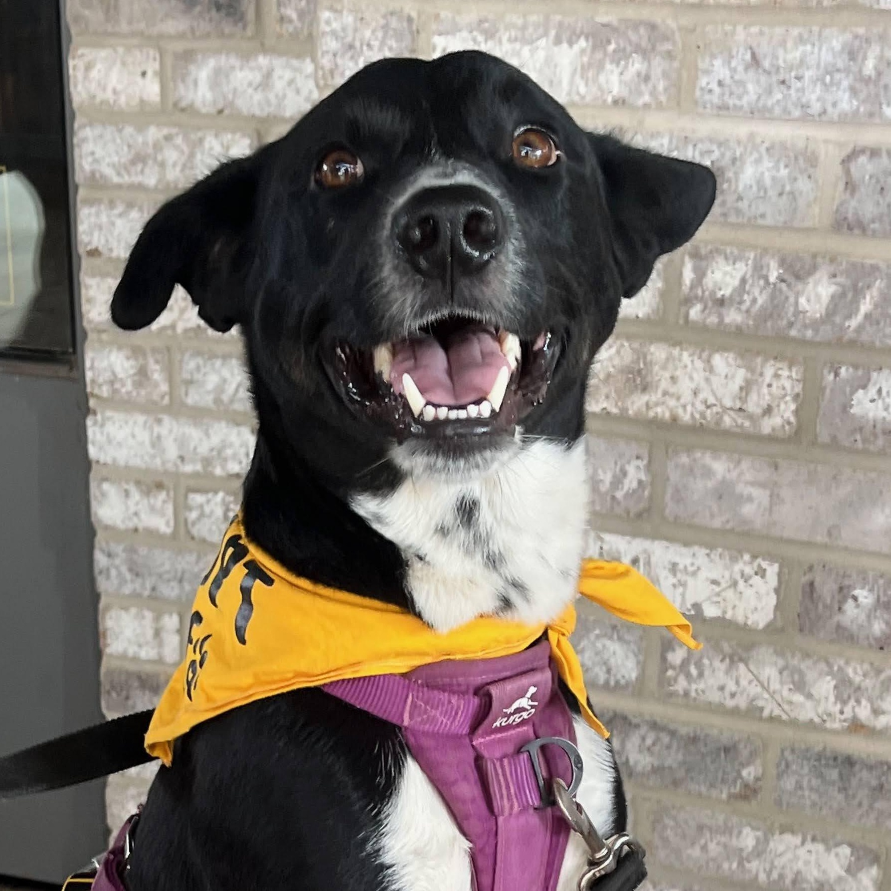 Hank , ADOPTABLE, Adult Male Border Collie.