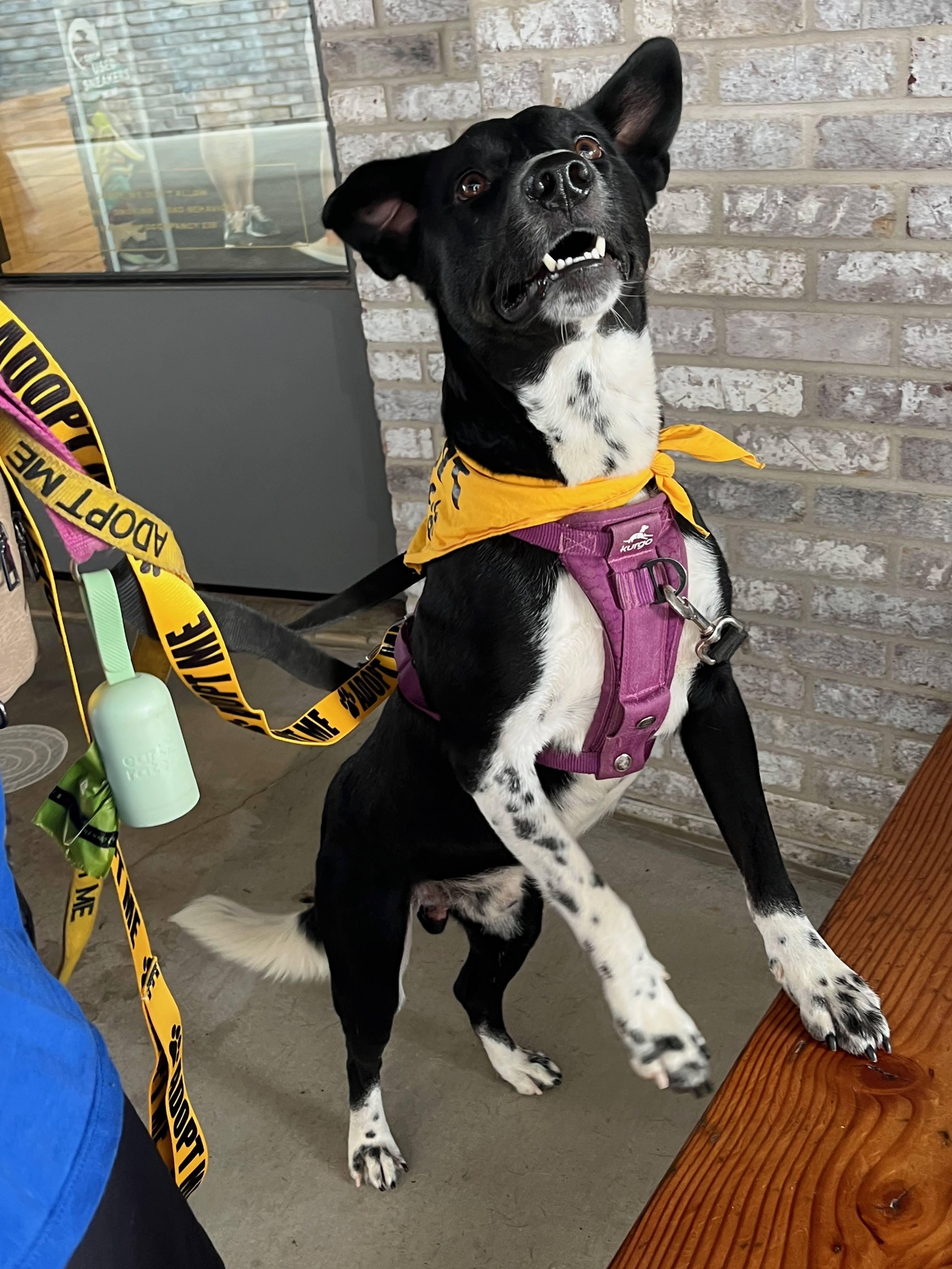 Enlarge Hank , a ADOPTABLE mixed breed in Austin, TX image 5/5