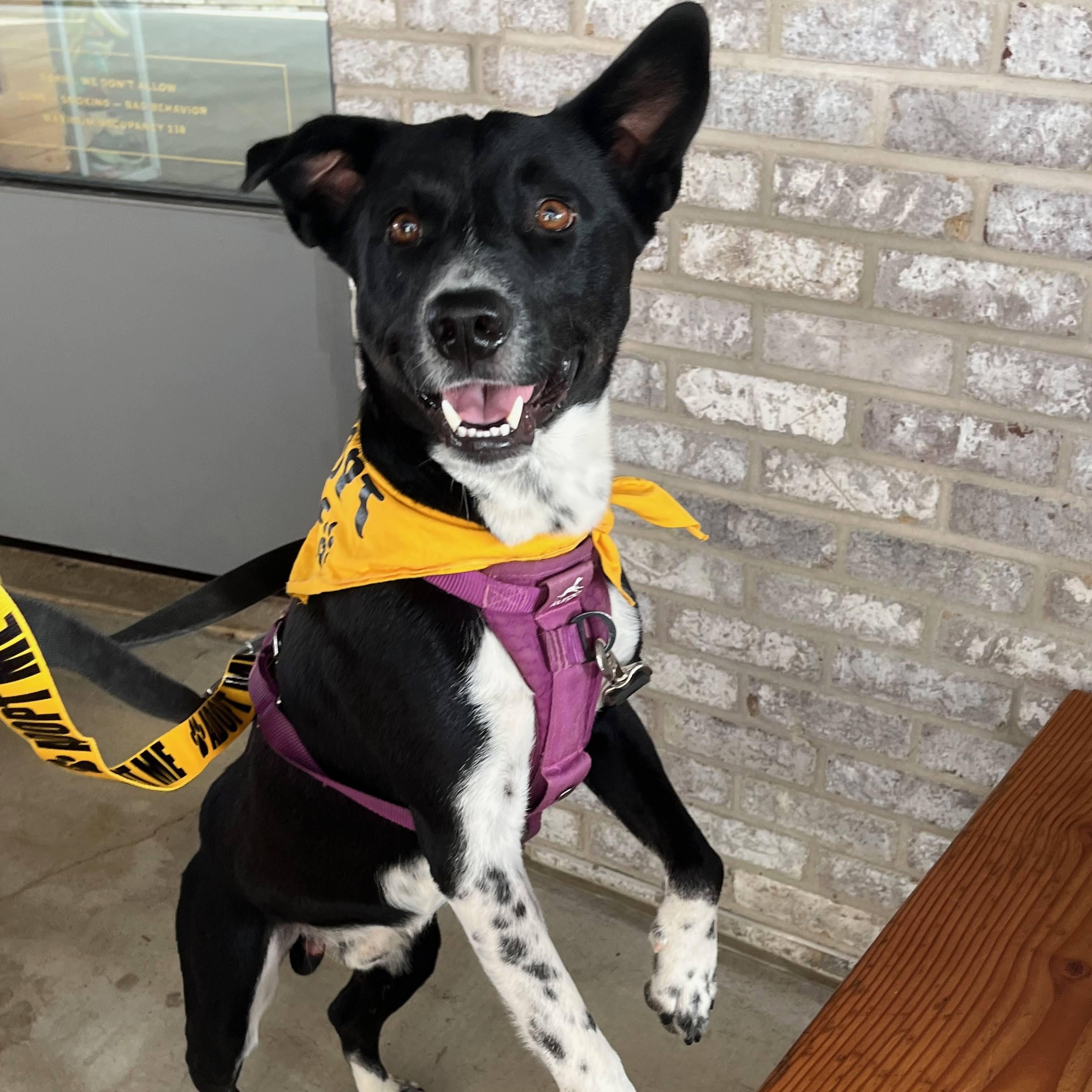 Enlarge Hank , a ADOPTABLE mixed breed in Austin, TX image 3/5