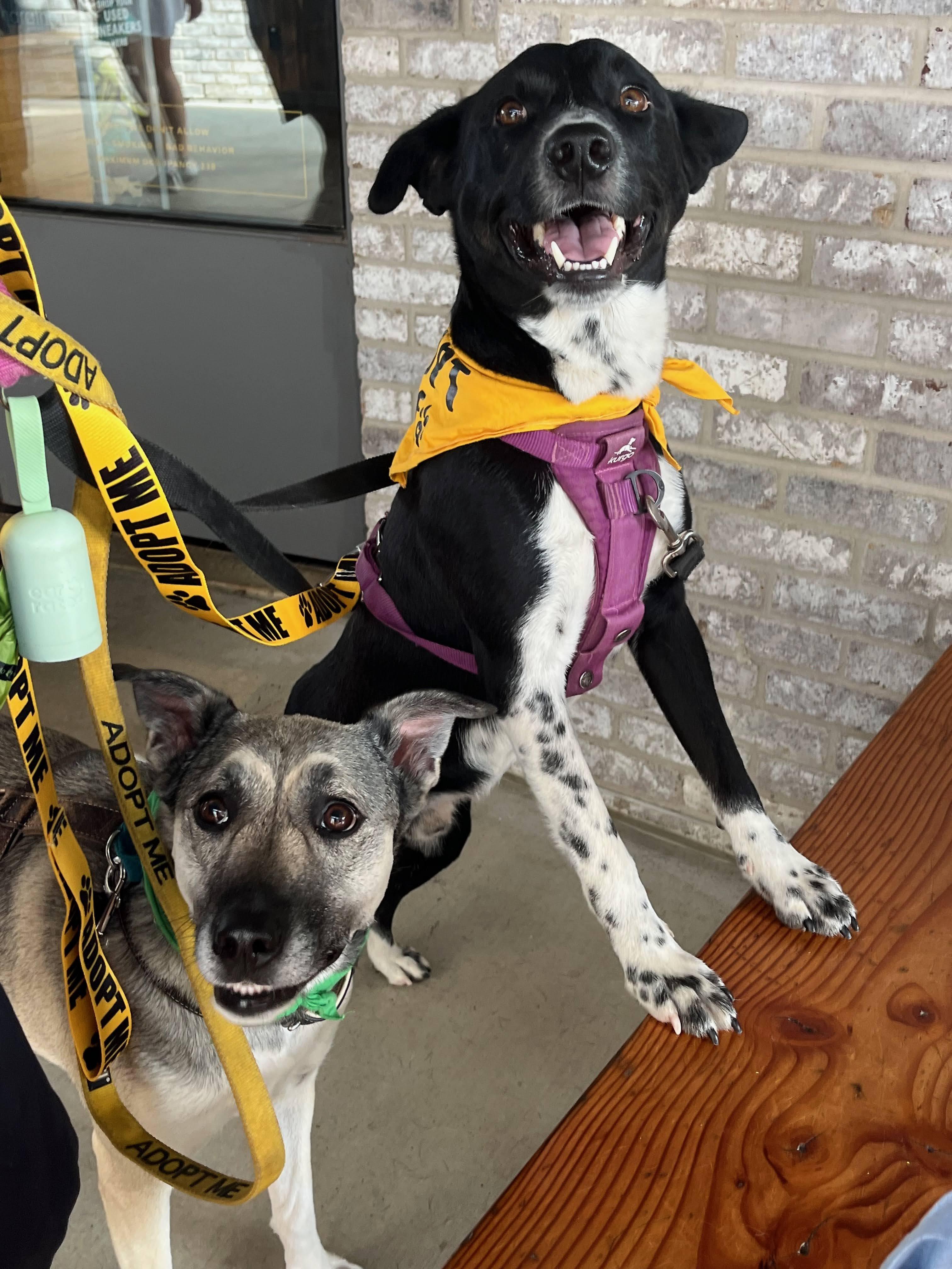 Enlarge Hank , a ADOPTABLE mixed breed in Austin, TX image 4/5